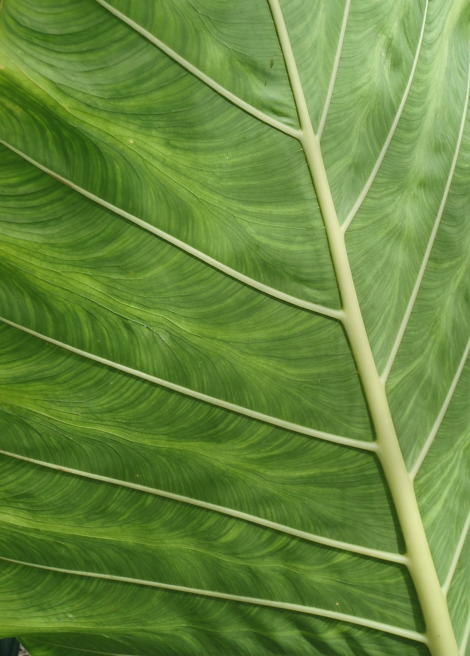 Dinas Damkar Mukomuko Evakuasi Sarang Tawon di Puskesmas